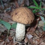 イグチの仲間 の高画質写真です。横浜市で、2025年6月17日に撮影したものです。