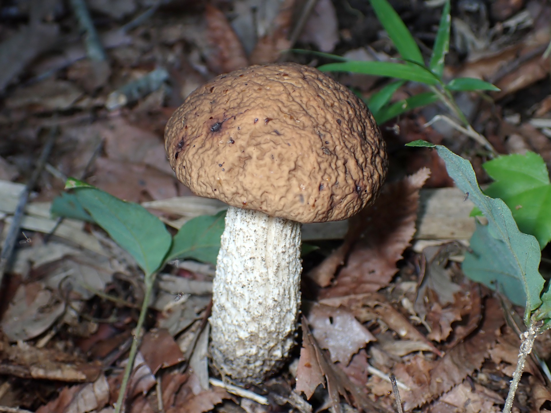 イグチの仲間 の高画質写真です。横浜市で、2025年6月17日に撮影したものです。