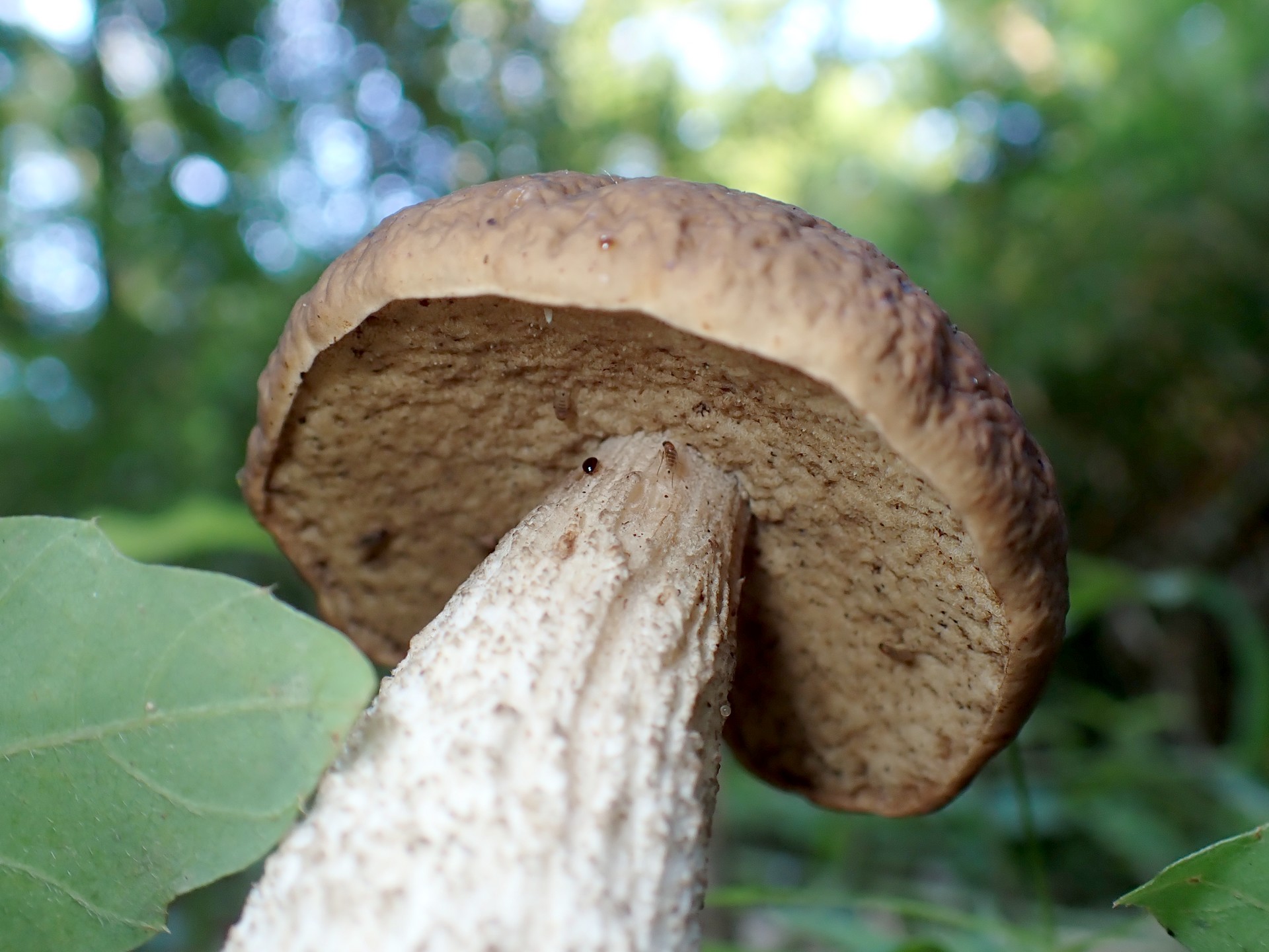 イグチの仲間 の高画質写真です。横浜市で、2025年6月17日に撮影したものです。