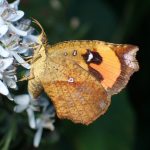 イカリモンガ の高画質写真です。横浜市で、2025年6月30日に撮影したものです。