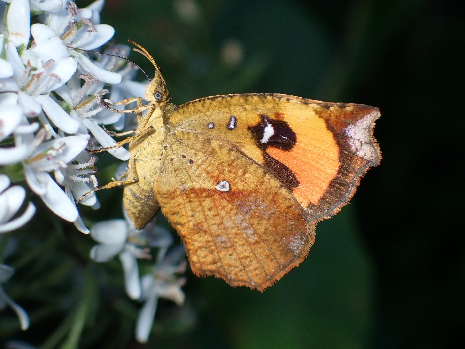 イカリモンガ の高画質写真です。横浜市で、2025年6月30日に撮影したものです。