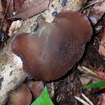 キクラゲ の高画質写真です。横浜市で、2025年6月1日に撮影したものです。