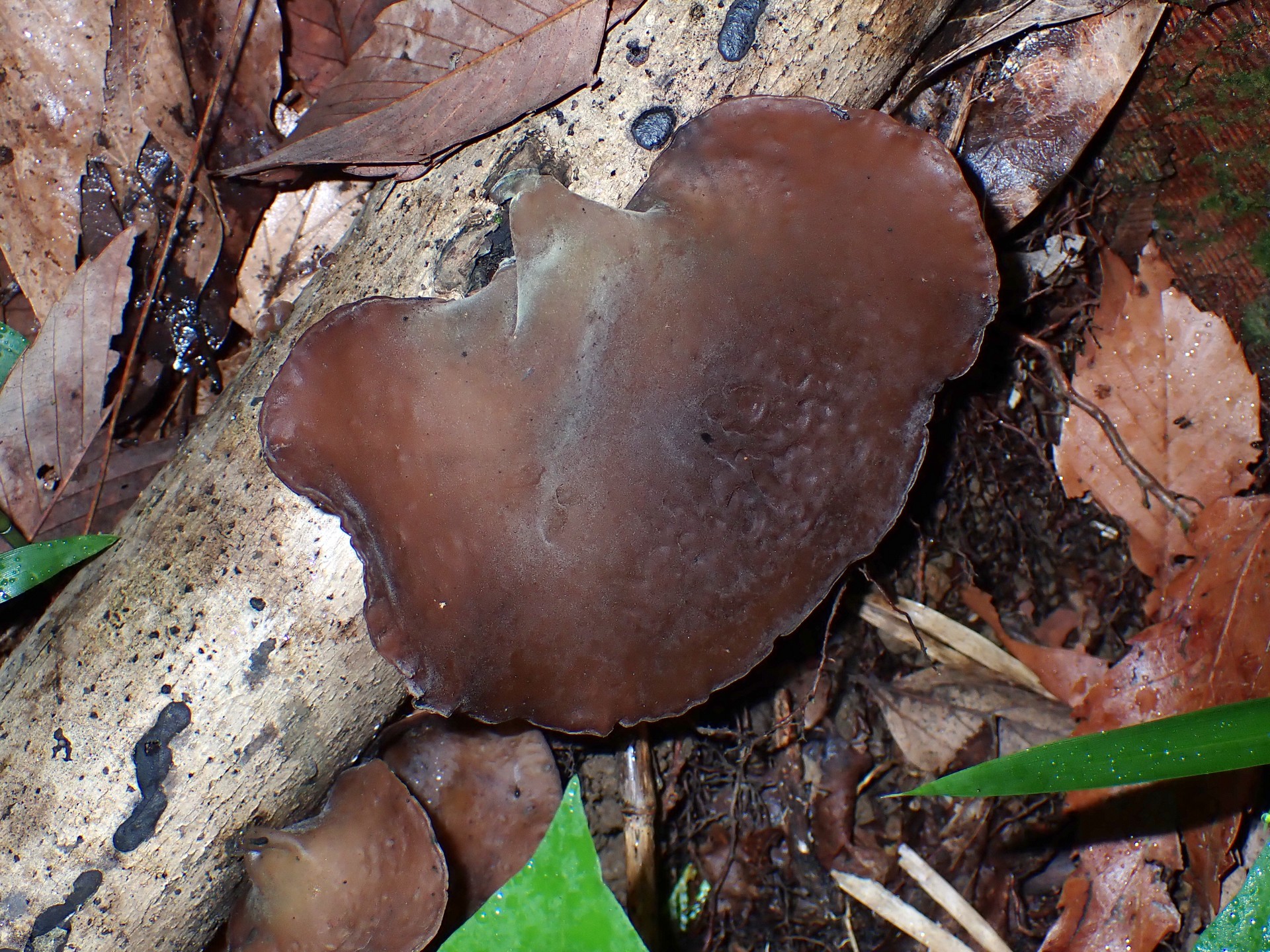 キクラゲ の高画質写真です。横浜市で、2025年6月1日に撮影したものです。