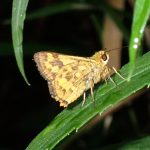 キマダラセセリ の高画質写真です。横浜市で、2025年6月26日に撮影したものです。