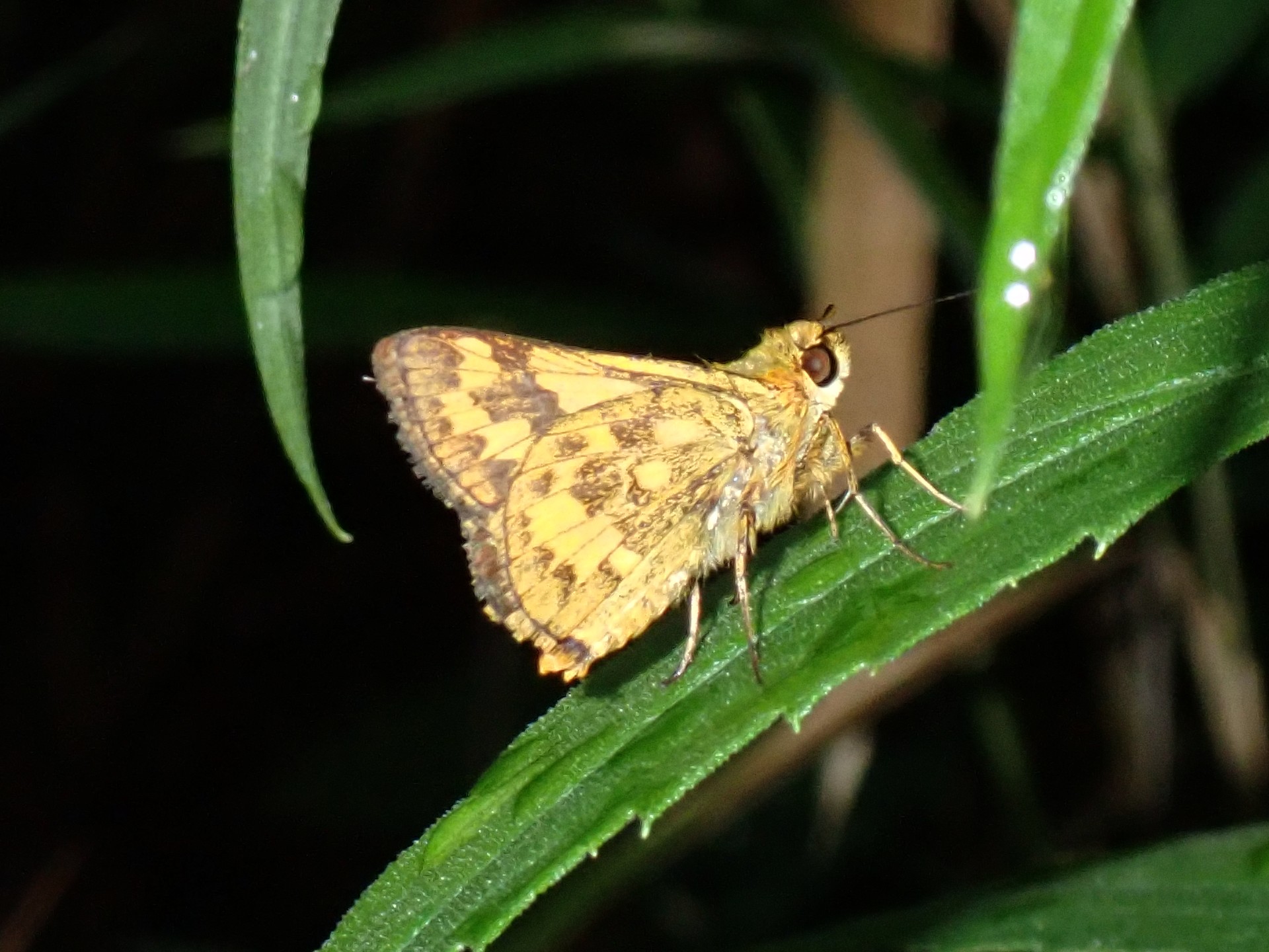 キマダラセセリ の高画質写真です。横浜市で、2025年6月26日に撮影したものです。