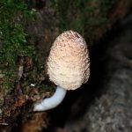 コキララタケ の高画質写真です。横浜市で、2025年6月6日に撮影したものです。