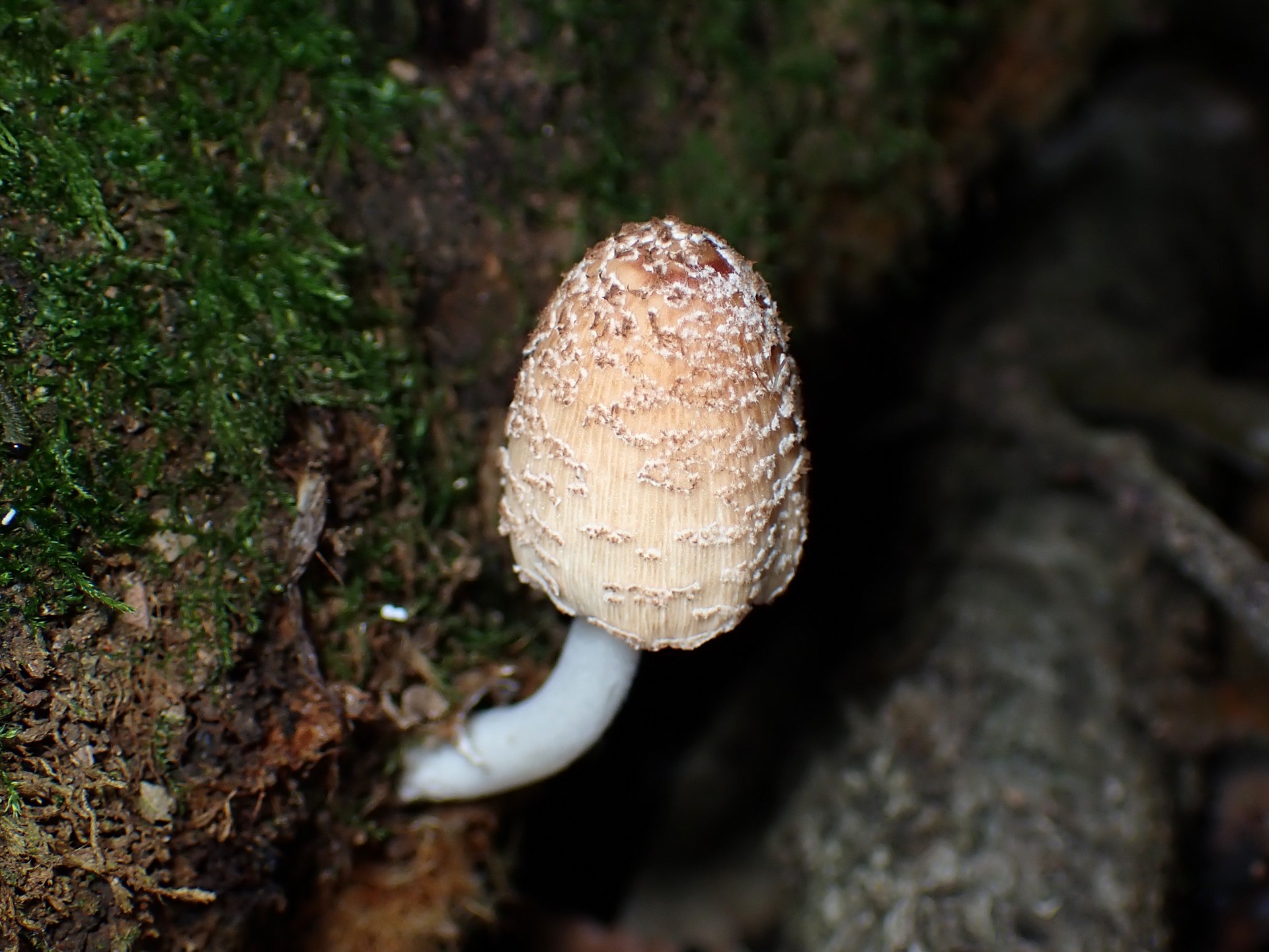 コキララタケ の高画質写真です。横浜市で、2025年6月6日に撮影したものです。