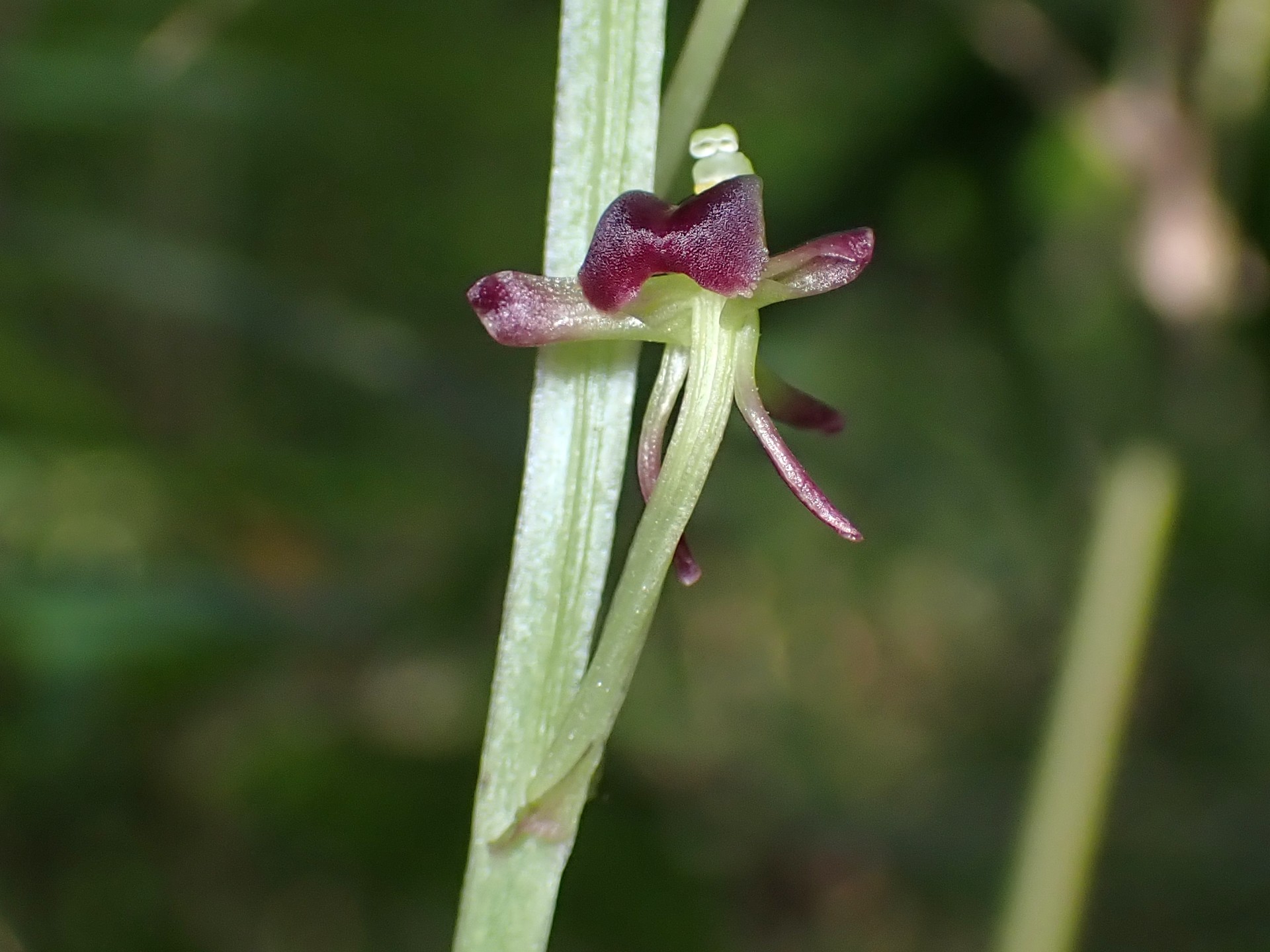 コクラン の高画質写真です。横浜市で、2025年6月20日に撮影したものです。