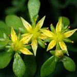 コモチマンネングサ の高画質写真です。横浜市で、2025年6月5日に撮影したものです。