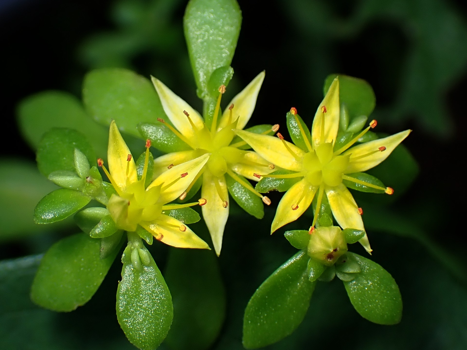 コモチマンネングサ の高画質写真です。横浜市で、2025年6月5日に撮影したものです。
