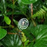 クモの巣 の高画質写真です。横浜市で、2025年6月26日に撮影したものです。