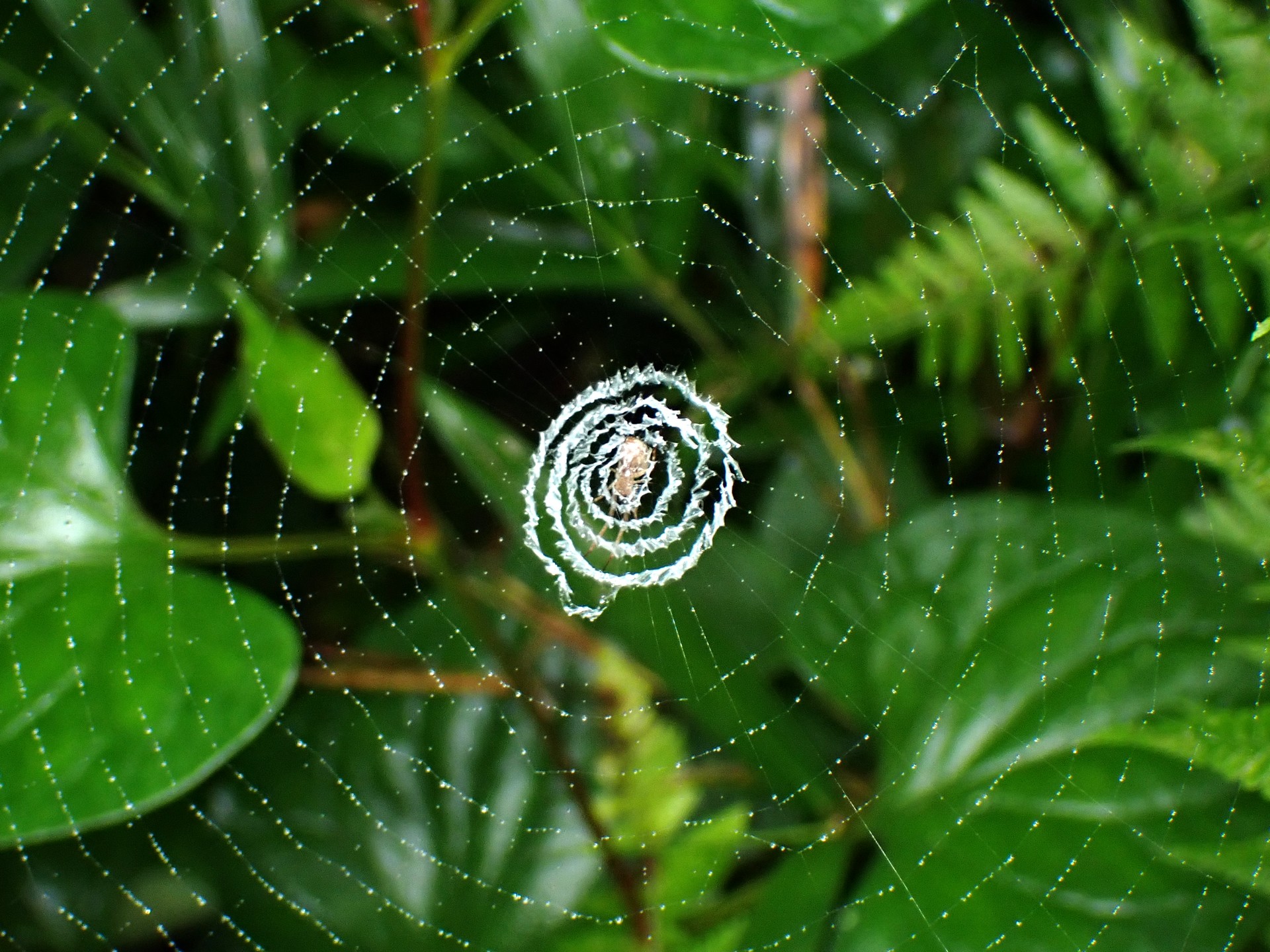 クモの巣 の高画質写真です。横浜市で、2025年6月26日に撮影したものです。