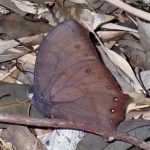 クロコノマチョウ の高画質写真です。横浜市で、2025年6月22日に撮影したものです。