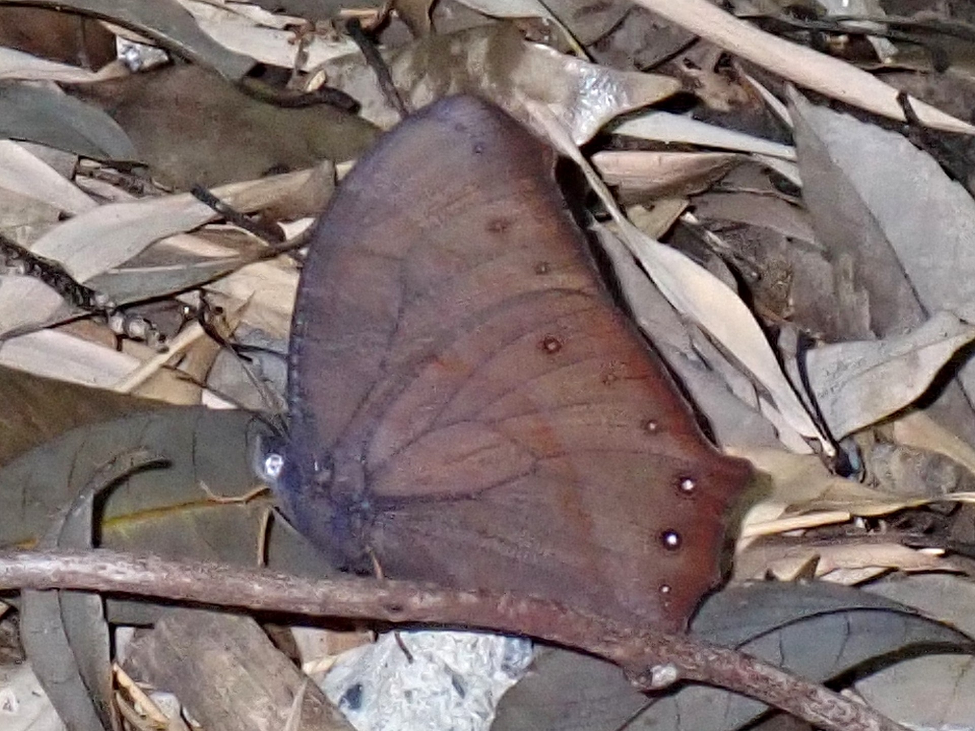 クロコノマチョウ の高画質写真です。横浜市で、2025年6月22日に撮影したものです。