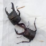 襲われたクワガタ虫 の高画質写真です。横浜市で、2025年6月16日に撮影したものです。