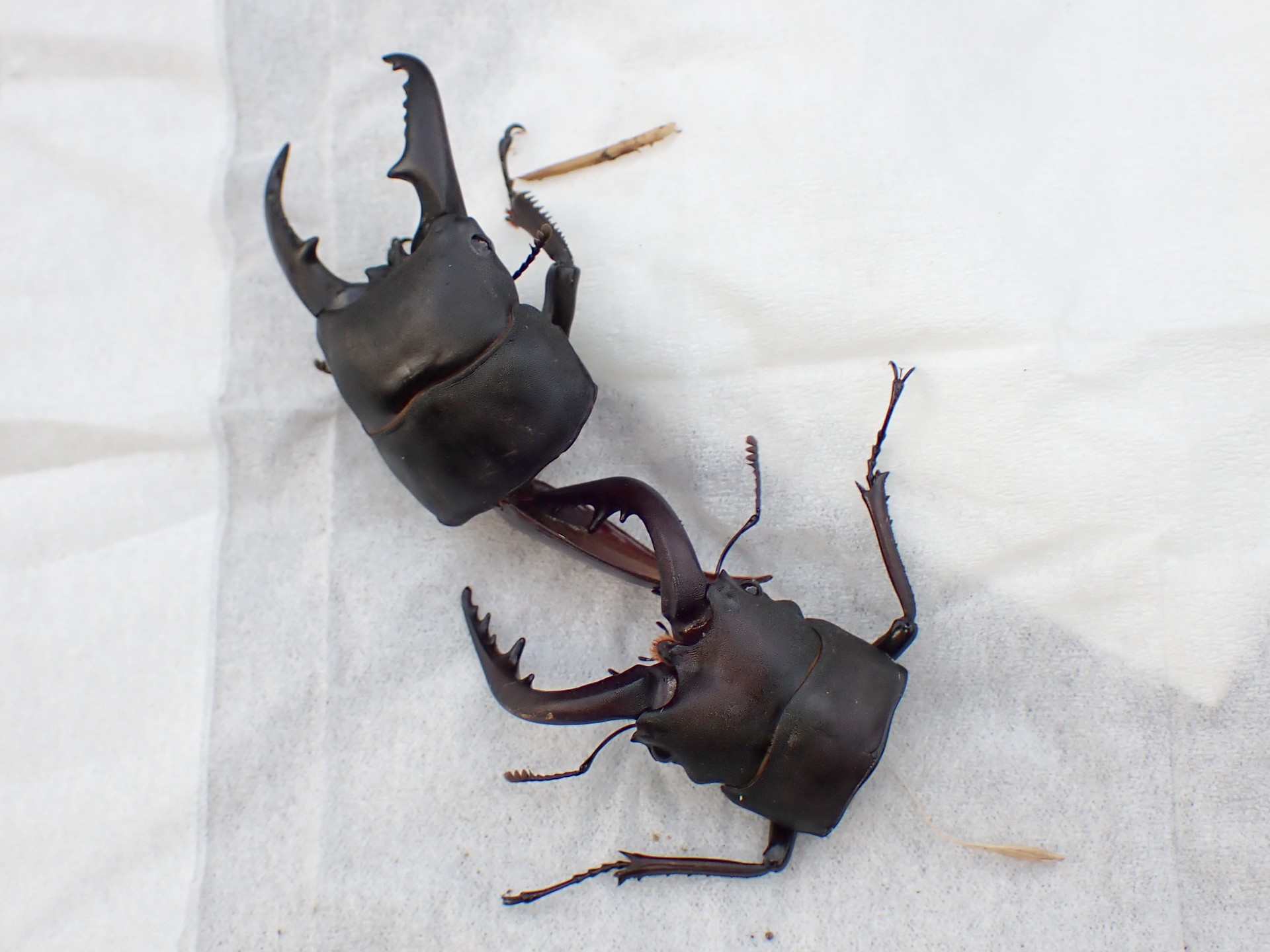 襲われたクワガタ虫 の高画質写真です。横浜市で、2025年6月16日に撮影したものです。