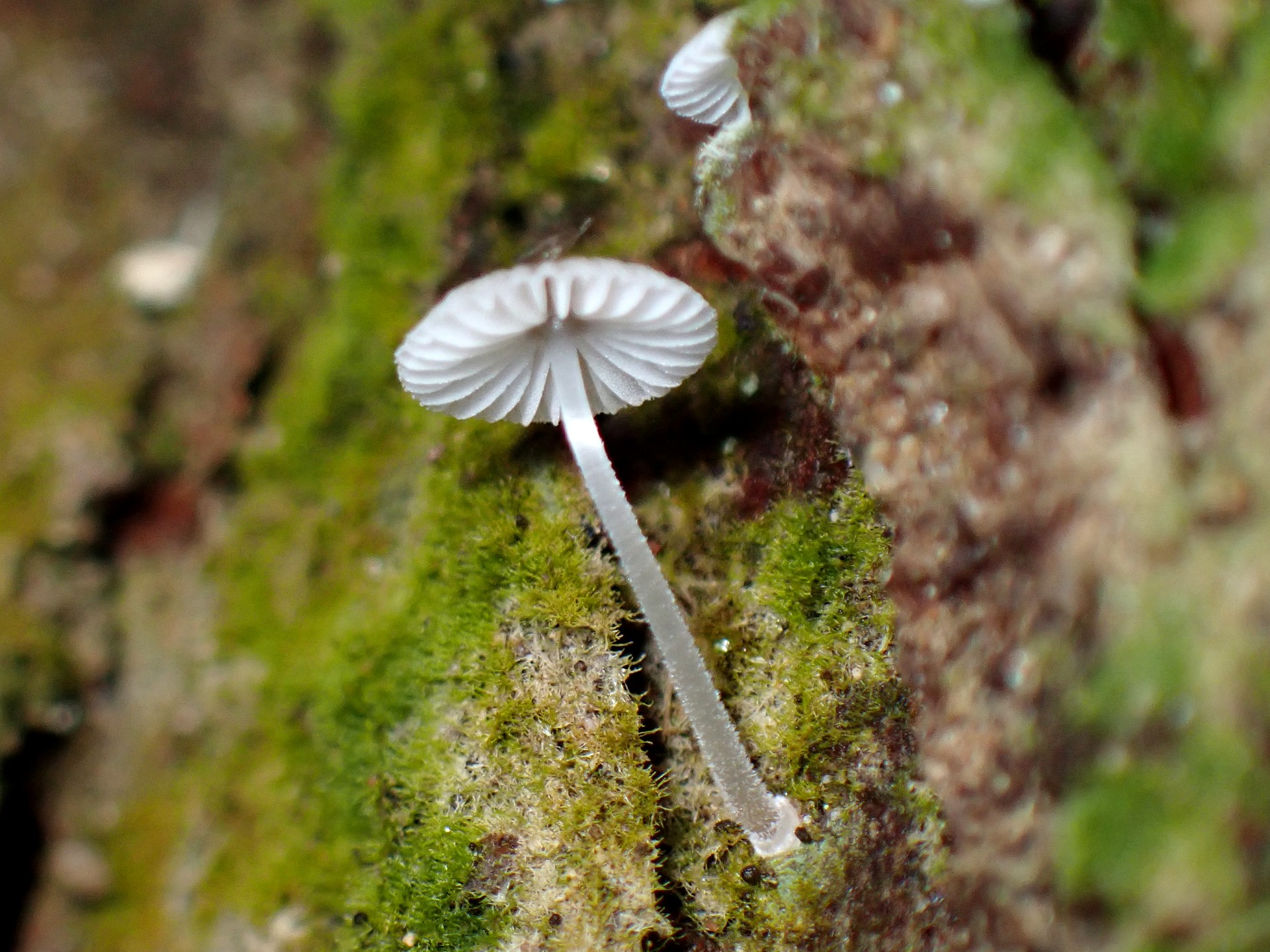 キュウバンタケ の高画質写真です。横浜市で、2025年6月12日に撮影したものです。