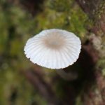 キュウバンタケ の高画質写真です。横浜市で、2025年6月12日に撮影したものです。