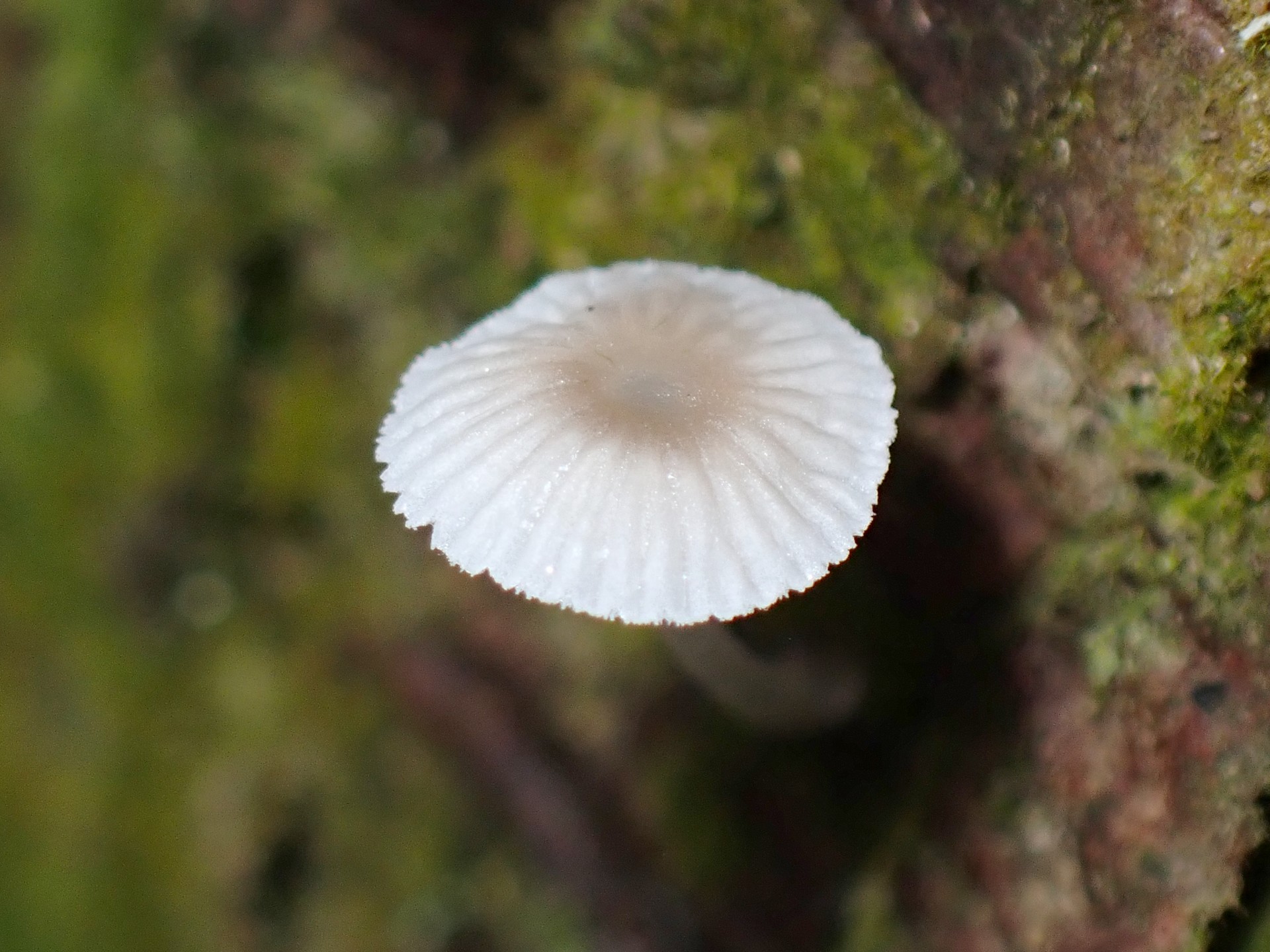 キュウバンタケ の高画質写真です。横浜市で、2025年6月12日に撮影したものです。