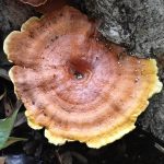 マンネンタケ の高画質写真です。横浜市で、2025年6月20日に撮影したものです。