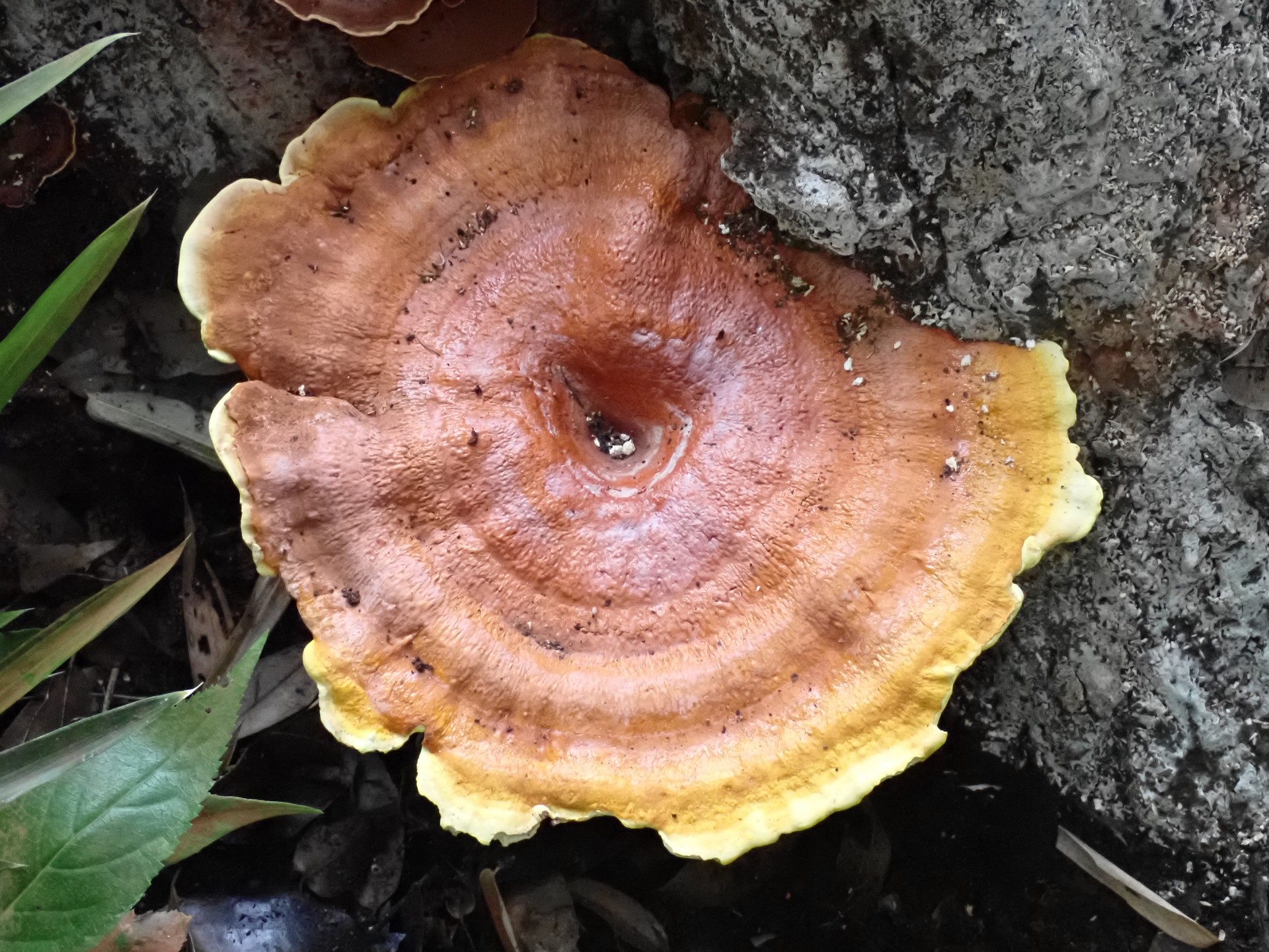 マンネンタケ の高画質写真です。横浜市で、2025年6月20日に撮影したものです。
