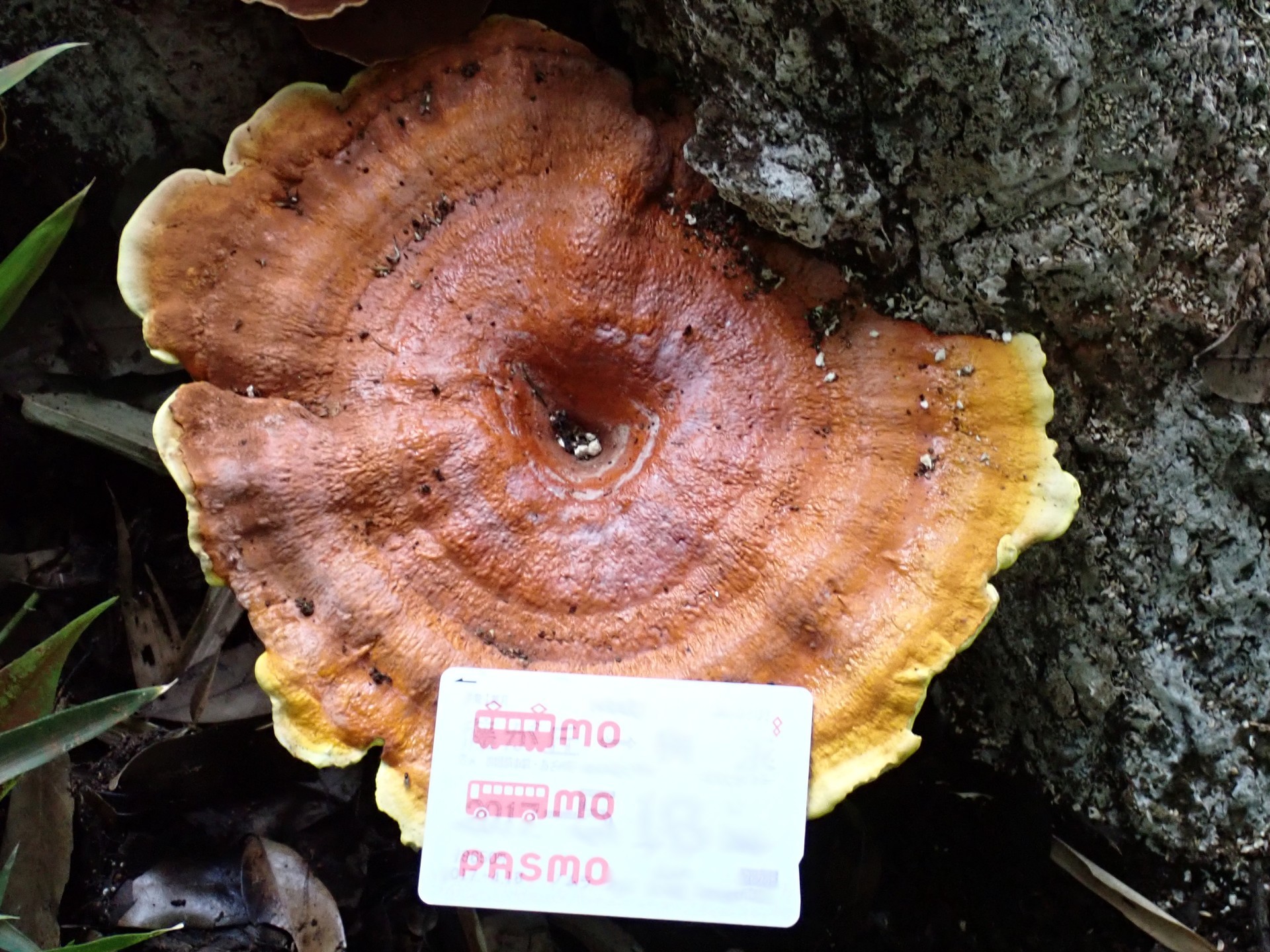 マンネンタケ の高画質写真です。横浜市で、2025年6月20日に撮影したものです。