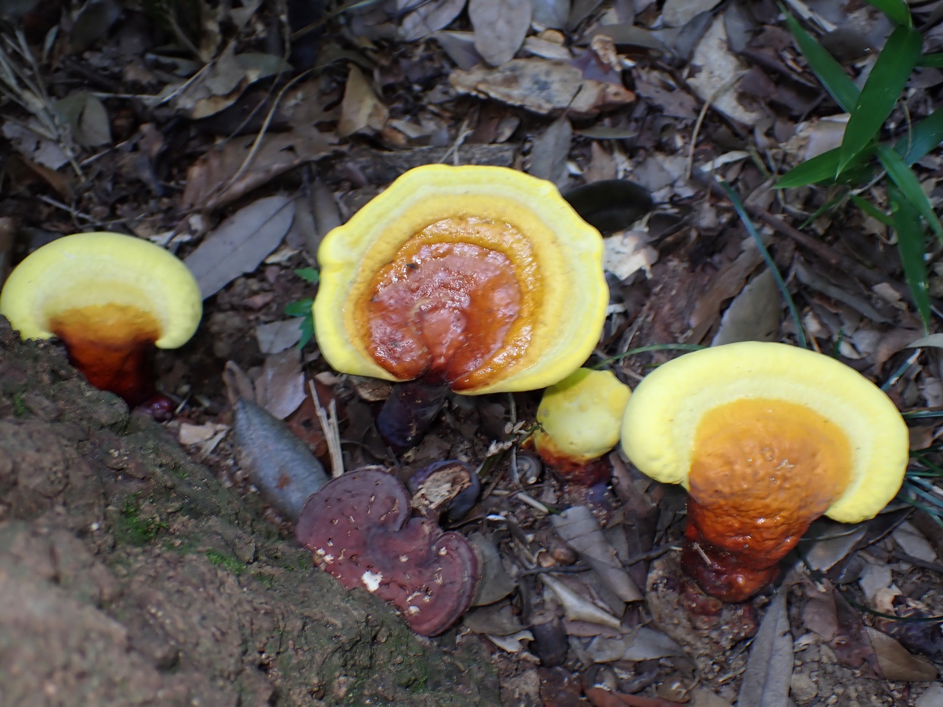 マンネンタケ の高画質写真です。横浜市で、2025年6月20日に撮影したものです。