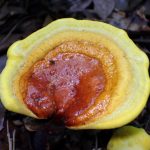 マンネンタケ の高画質写真です。横浜市で、2025年6月20日に撮影したものです。