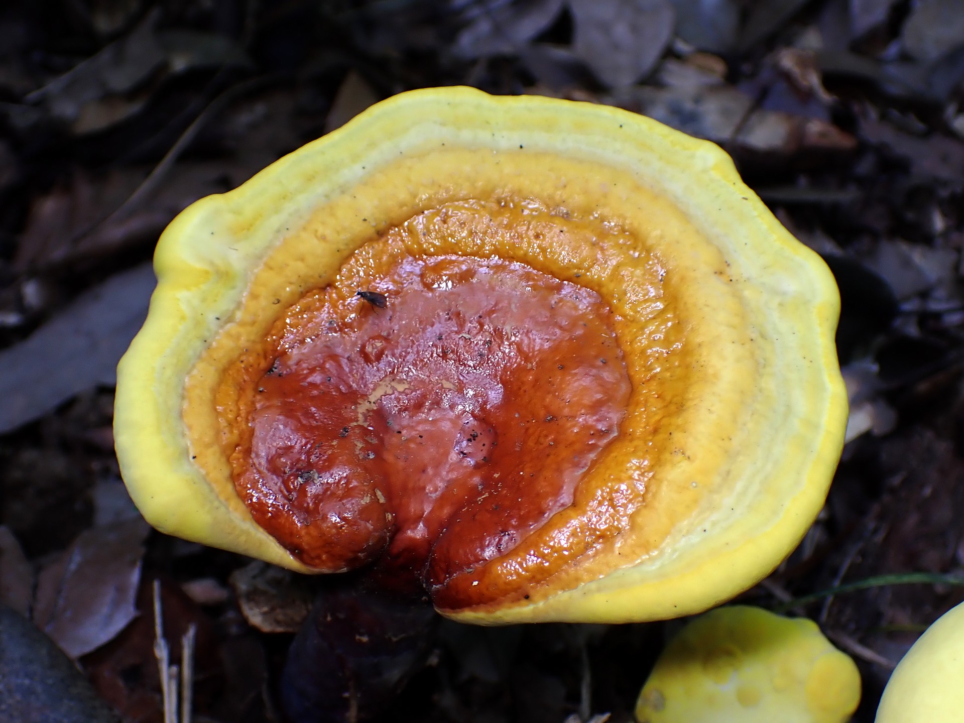 マンネンタケ の高画質写真です。横浜市で、2025年6月20日に撮影したものです。