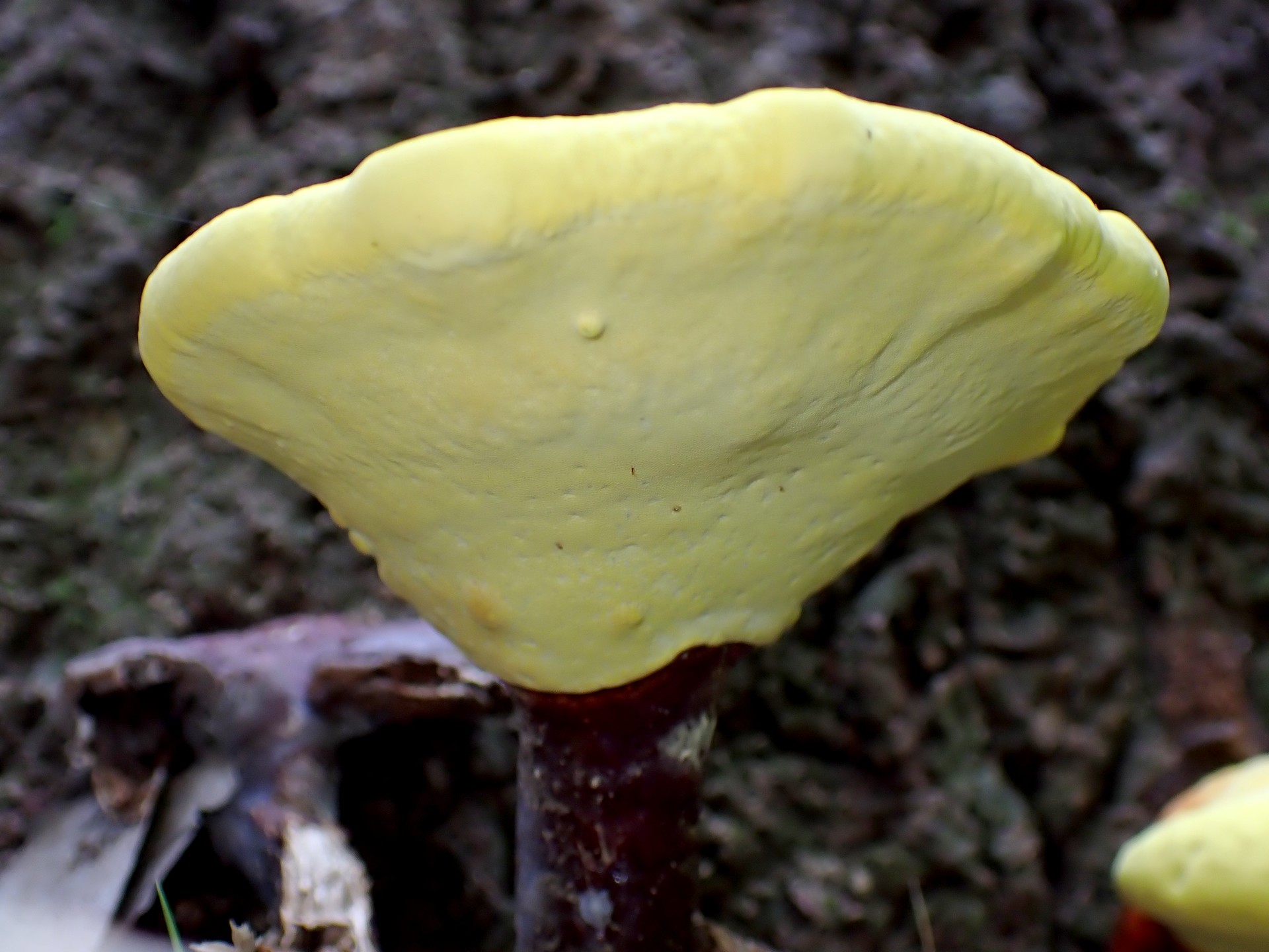 マンネンタケ の高画質写真です。横浜市で、2025年6月20日に撮影したものです。