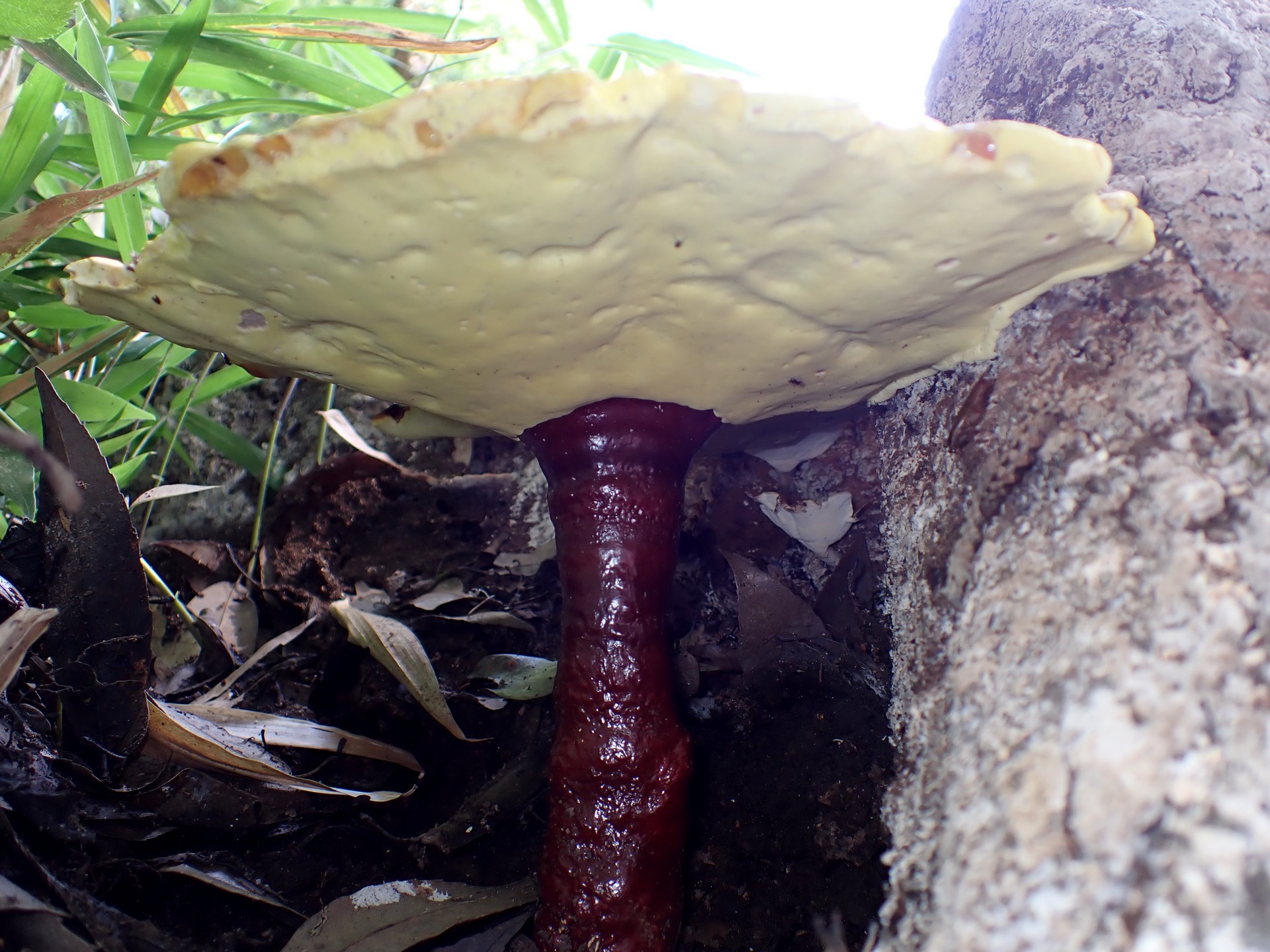 マンネンタケ の高画質写真です。横浜市で、2025年6月20日に撮影したものです。