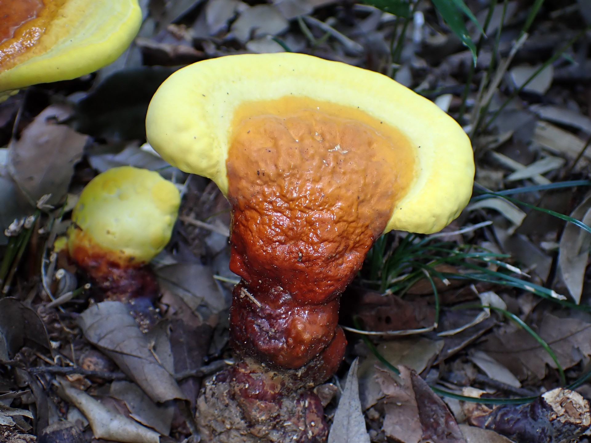 マンネンタケ の高画質写真です。横浜市で、2025年6月20日に撮影したものです。