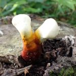 マンネンタケ の高画質写真です。横浜市で、2025年6月13日に撮影したものです。