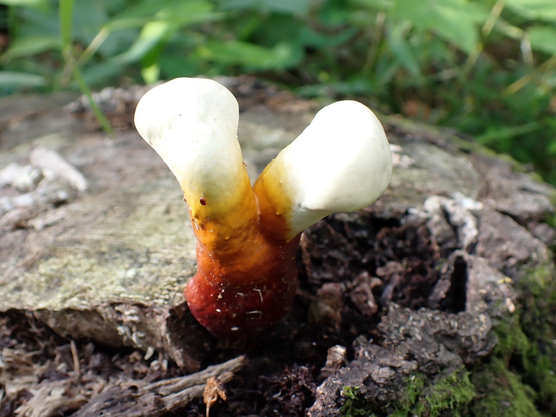 マンネンタケ の高画質写真です。横浜市で、2025年6月13日に撮影したものです。