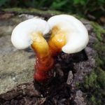 マンネンタケ の高画質写真です。横浜市で、2025年6月16日に撮影したものです。