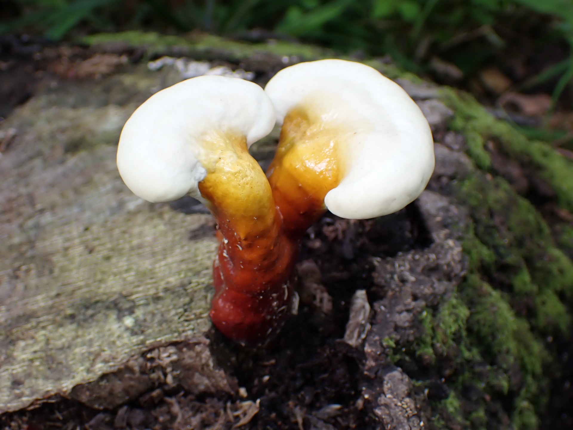 マンネンタケ の高画質写真です。横浜市で、2025年6月16日に撮影したものです。