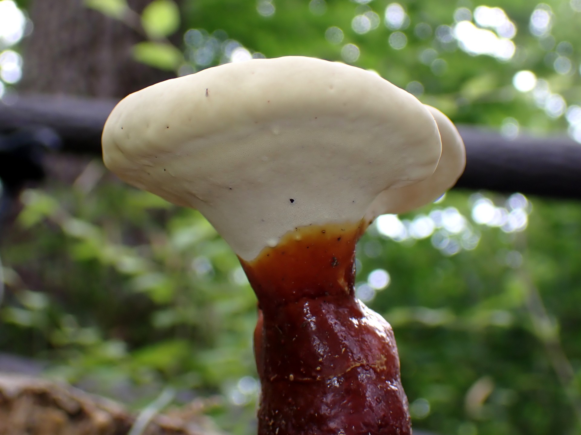 マンネンタケ の高画質写真です。横浜市で、2025年6月16日に撮影したものです。