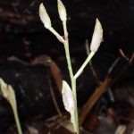 マヤラン の高画質写真です。横浜市で、2025年6月26日に撮影したものです。