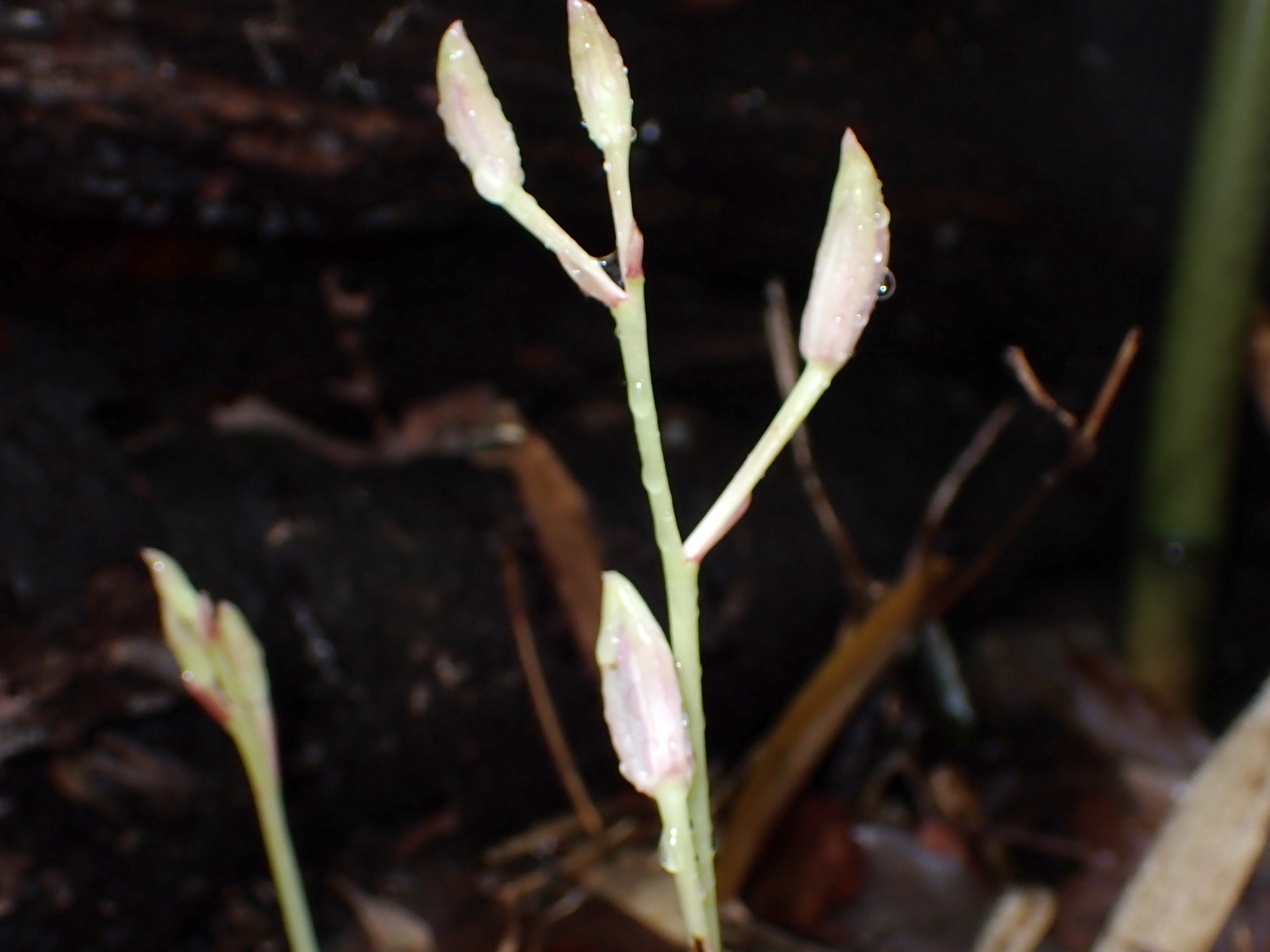 マヤラン の高画質写真です。横浜市で、2025年6月26日に撮影したものです。