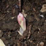 マヤラン の高画質写真です。横浜市で、2025年6月27日に撮影したものです。