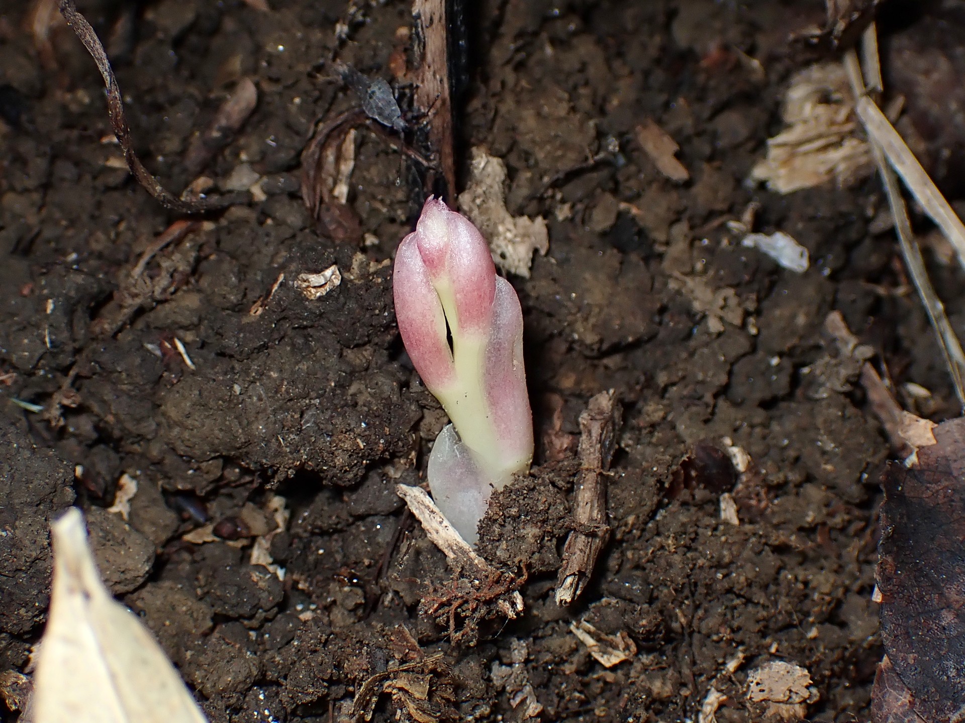 マヤラン の高画質写真です。横浜市で、2025年6月27日に撮影したものです。