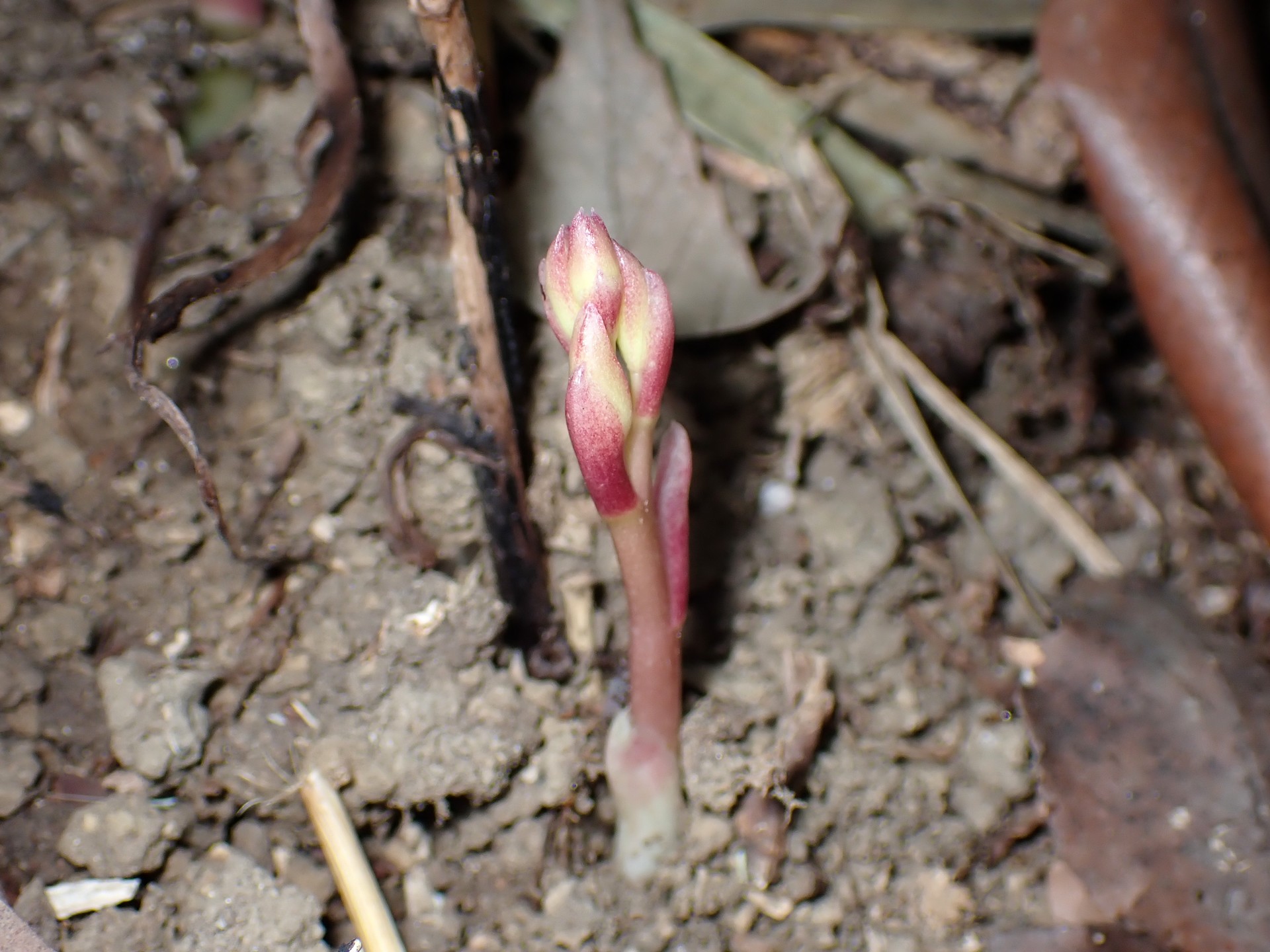 マヤラン の高画質写真です。横浜市で、2025年6月30日に撮影したものです。