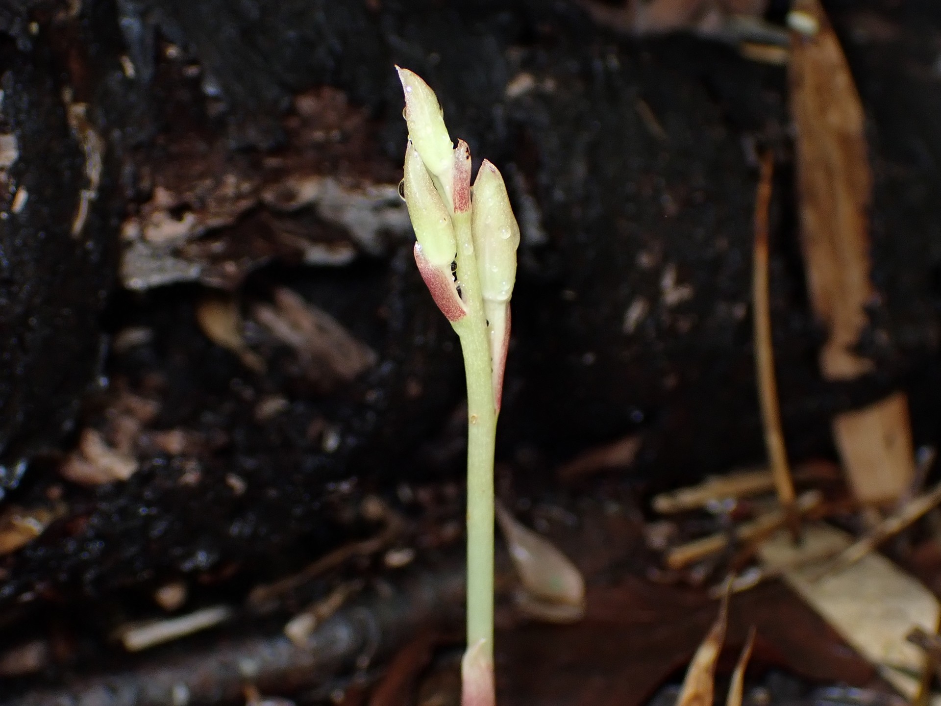 マヤラン の高画質写真です。横浜市で、2025年6月26日に撮影したものです。