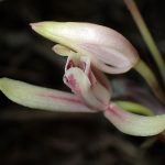 マヤラン の高画質写真です。横浜市で、2025年6月30日に撮影したものです。