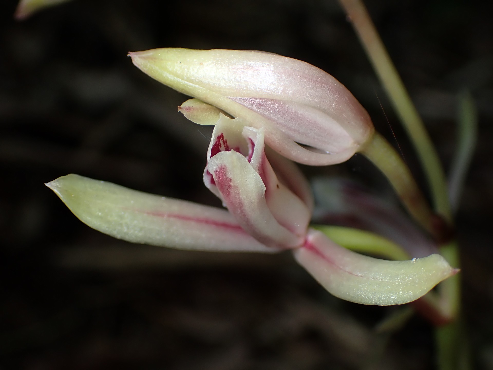 マヤラン の高画質写真です。横浜市で、2025年6月30日に撮影したものです。