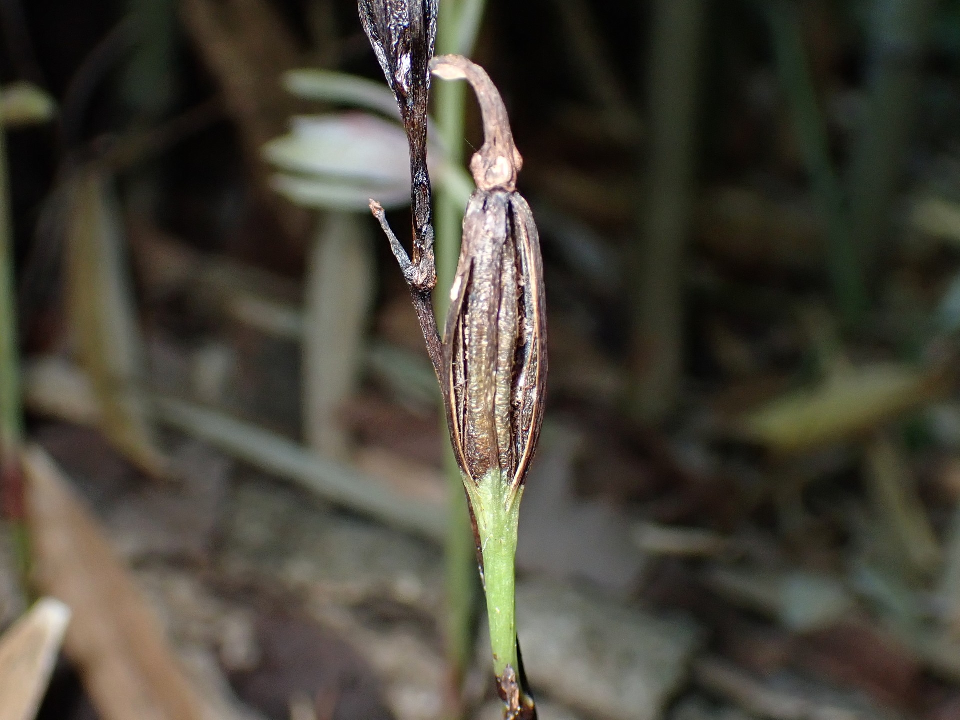 マヤラン の高画質写真です。横浜市で、2025年6月30日に撮影したものです。