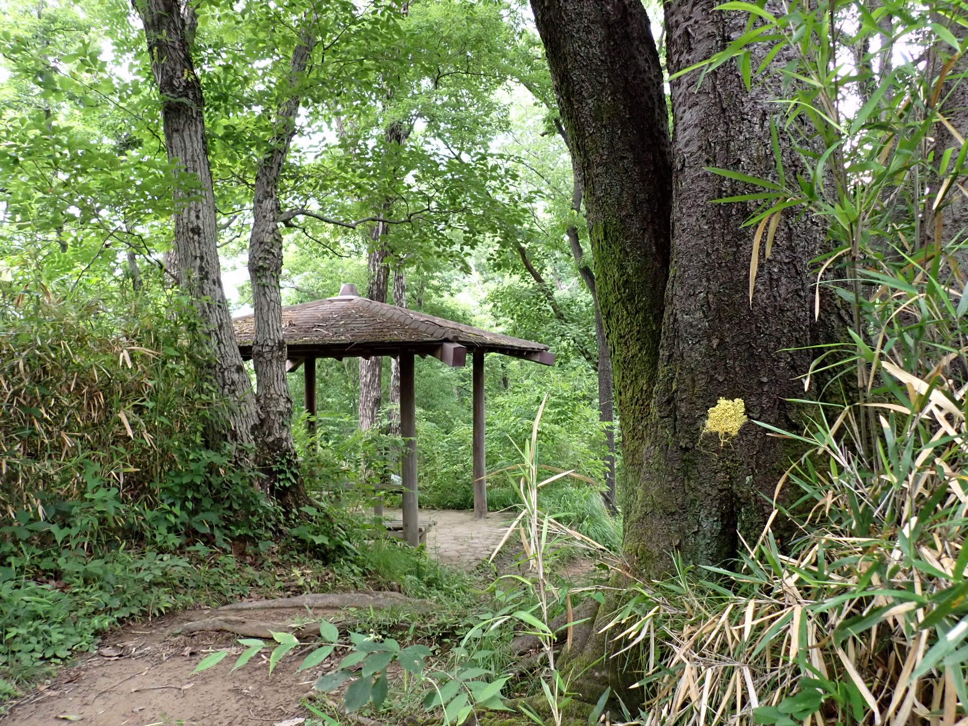 モジホコリの仲間 の高画質写真です。横浜市で、2025年6月27日に撮影したものです。