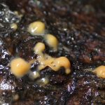 モジホコリの仲間 の高画質写真です。横浜市で、2025年6月14日に撮影したものです。