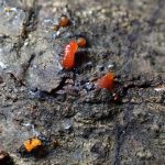 モジホコリの仲間 の高画質写真です。横浜市で、2025年6月16日に撮影したものです。