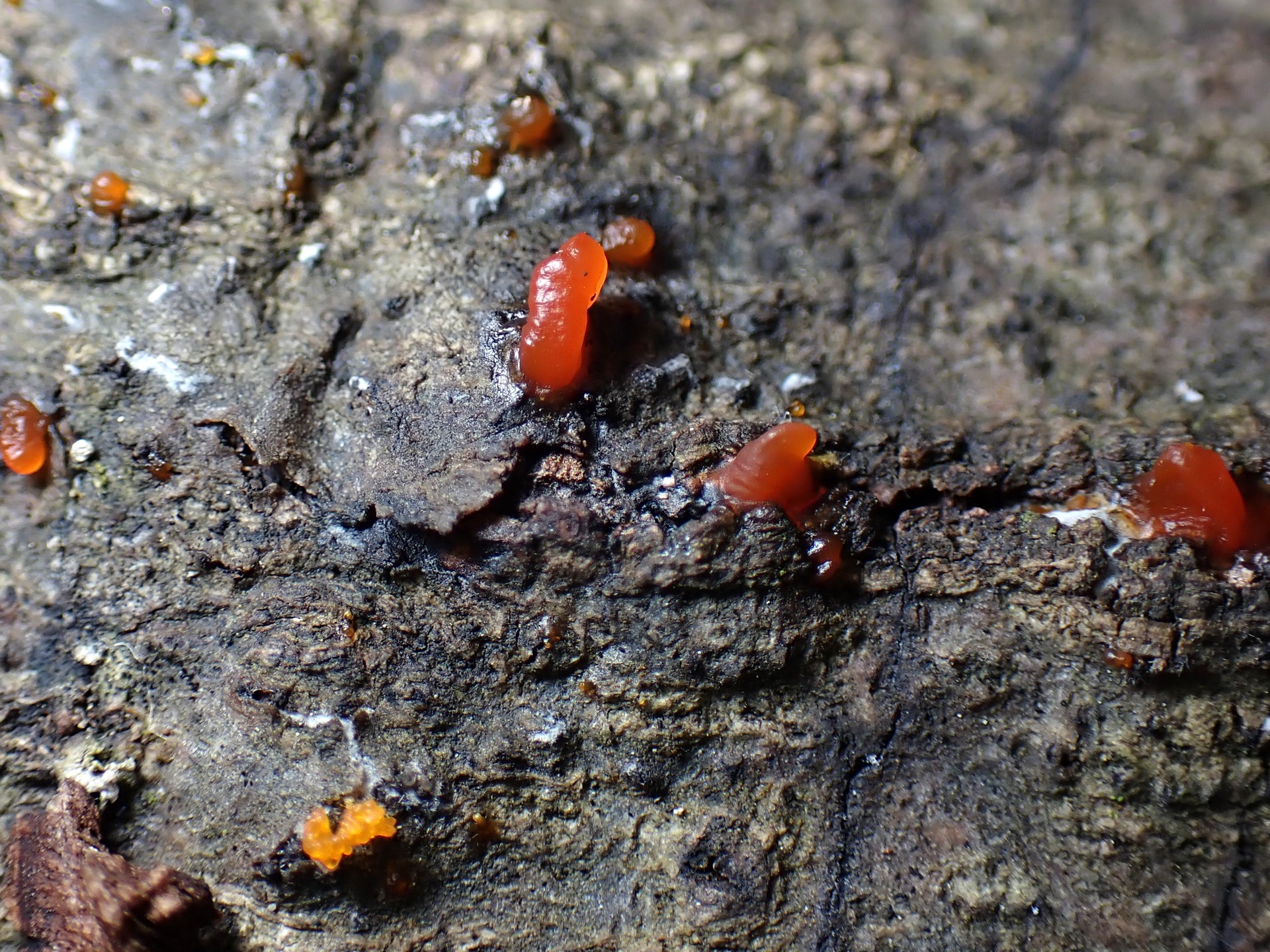 モジホコリの仲間 の高画質写真です。横浜市で、2025年6月16日に撮影したものです。